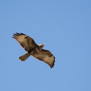 Mäusebussard...... Jürgen Herborn